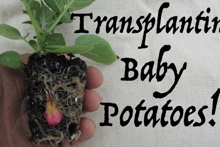 how to transplant potatoes