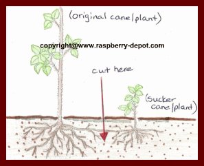 How to Transplant Raspberry Bushes