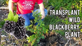 how to transplant wild blackberries