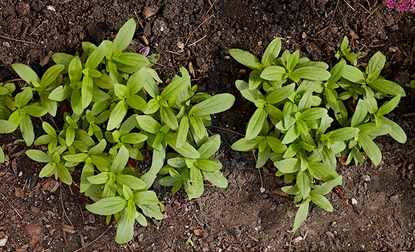 how to transplant zinnia seedlings