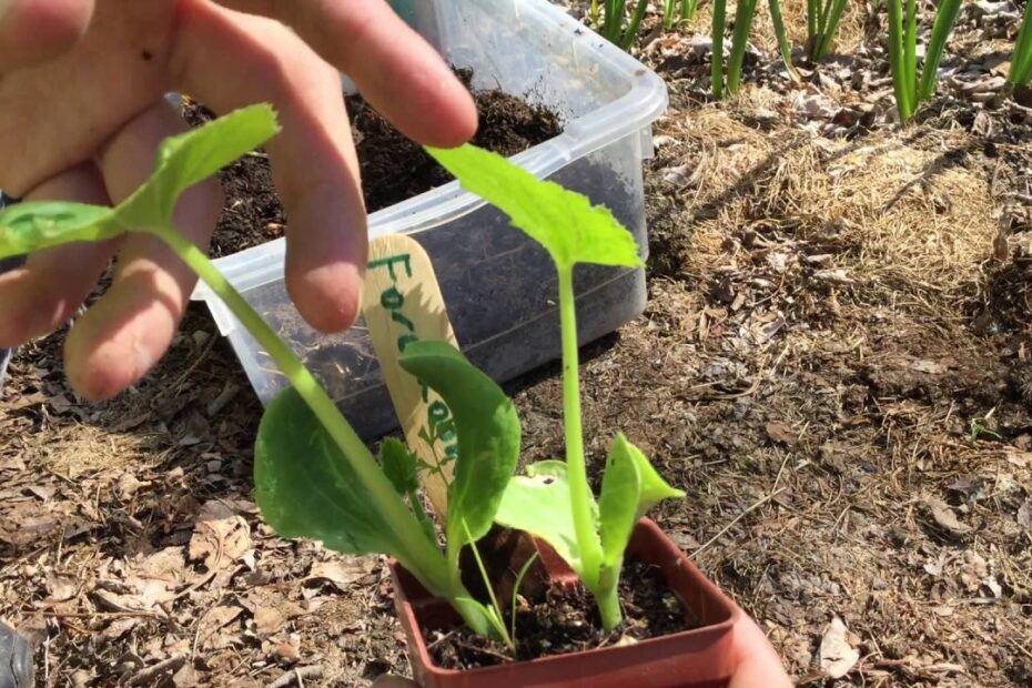 How to Transplant Zucchini