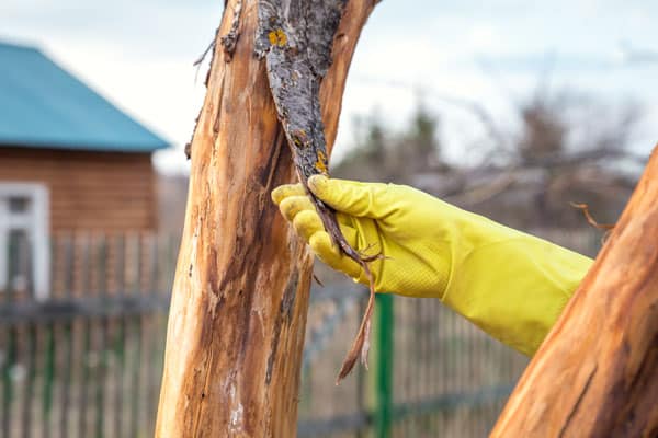 how to treat a dying tree