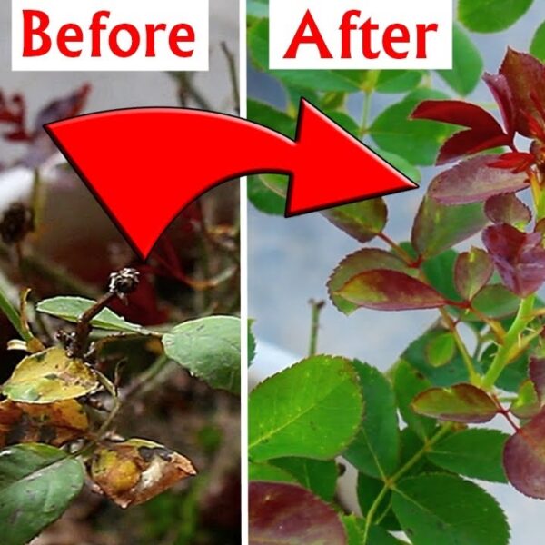 how to treat leaf curl on roses