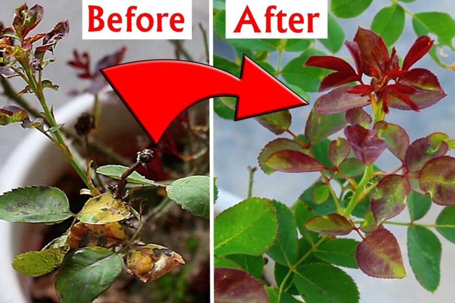 How to Treat Leaf Curl on Roses