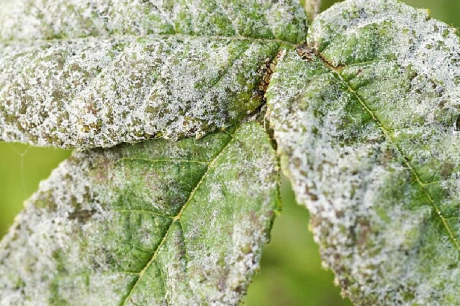 how to treat powdery mildew on mango trees