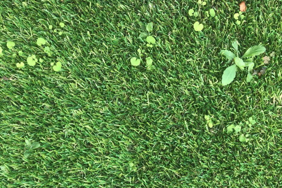 How to Treat Weeds in Artificial Grass