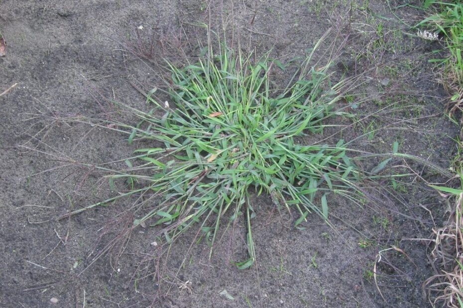 How to Treat Weeds in Zoysia Grass