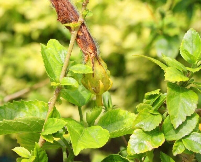 How to Treat White Fungus on Hibiscus