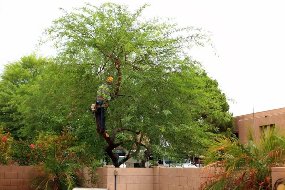 How to Trim a Mesquite Tree