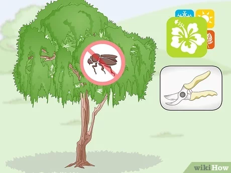 How to Trim an Elm Tree