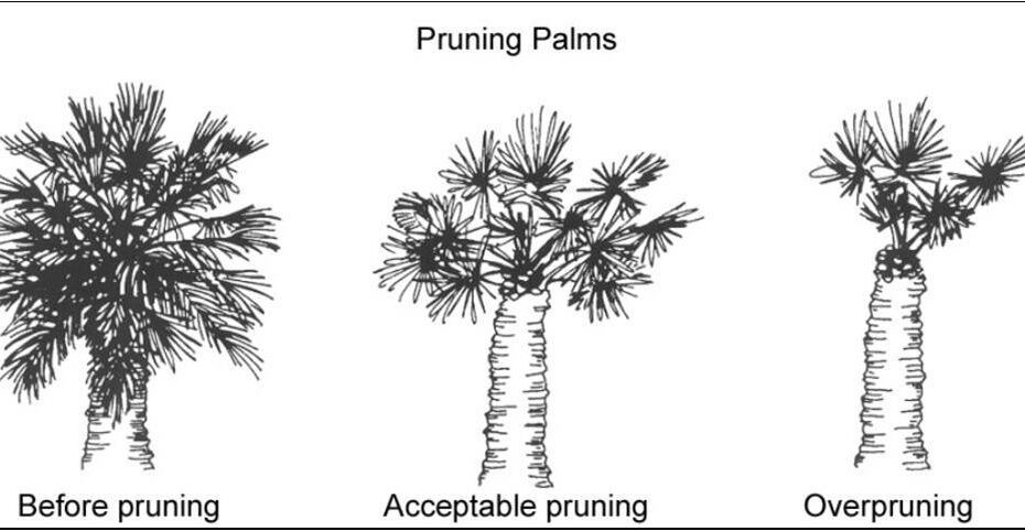 How to Trim Palm Trees in Florida