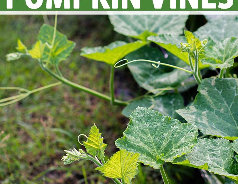 how to trim pumpkin plants