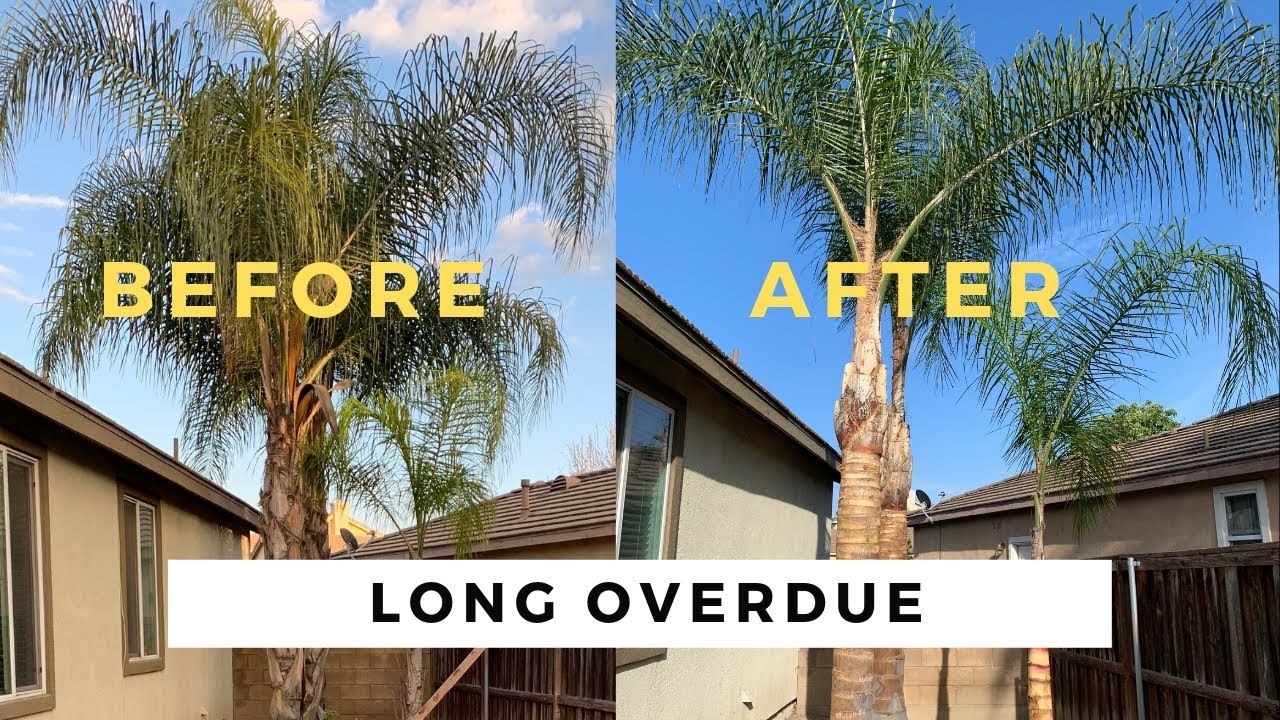 How to Trim Queen Palm Trees