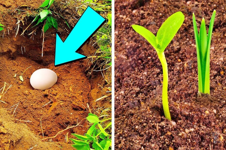 how to use egg yolk for plants