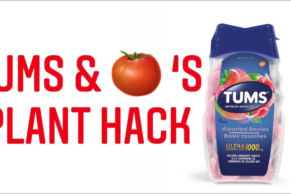 How to Use Tums on Tomato Plants