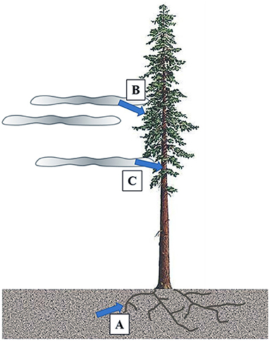 how to water redwood trees