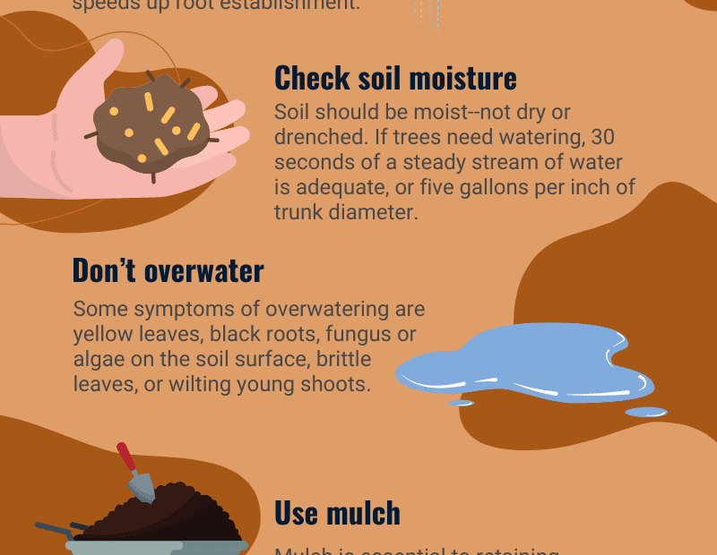 how to water trees without water source