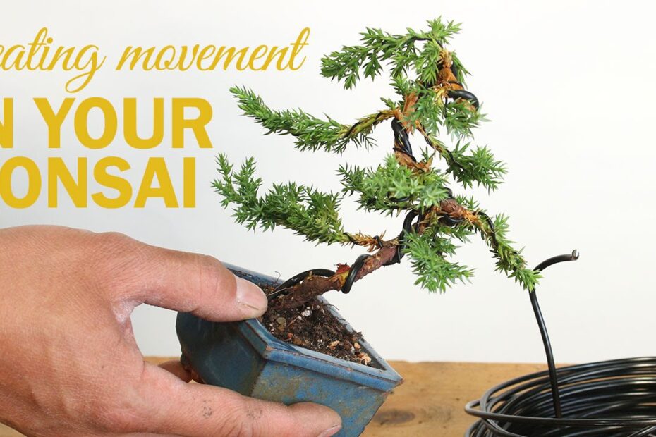 how to wire a bonsai tree