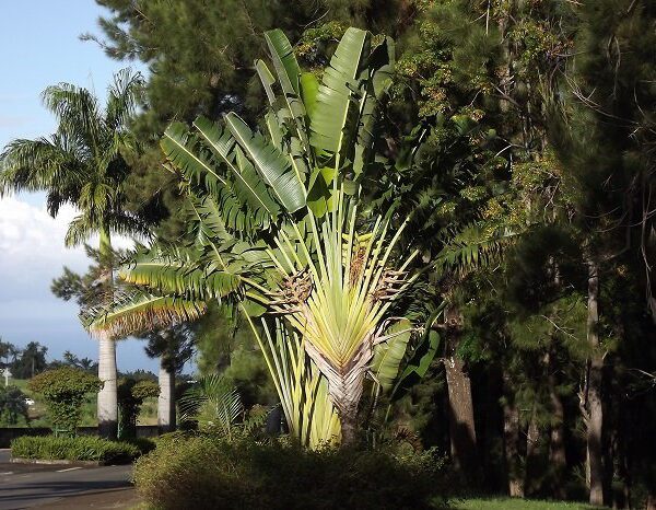 is a banana tree a palm tree