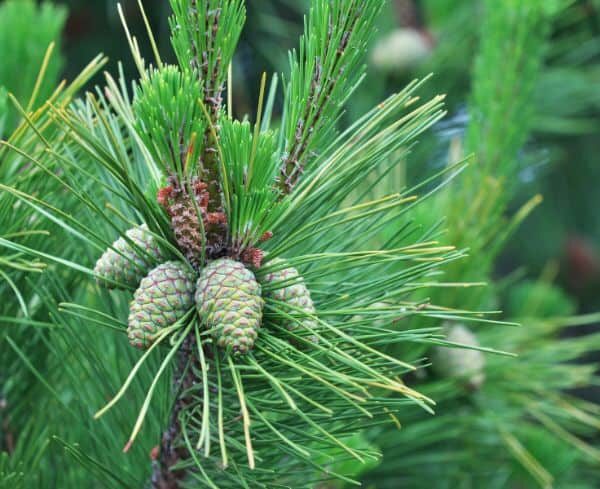 is a pine tree a flowering plant