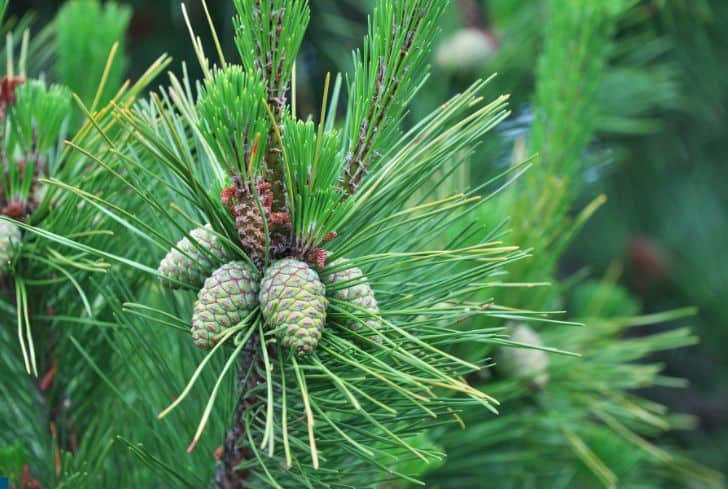 is a pine tree a flowering plant