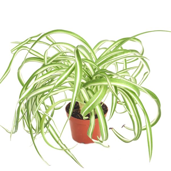 is a spider plant a succulent