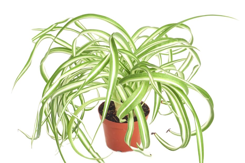 is a spider plant a succulent