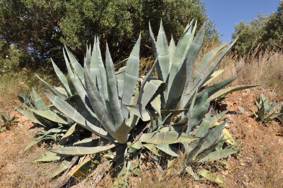 Is Agave a Fruit or Vegetable