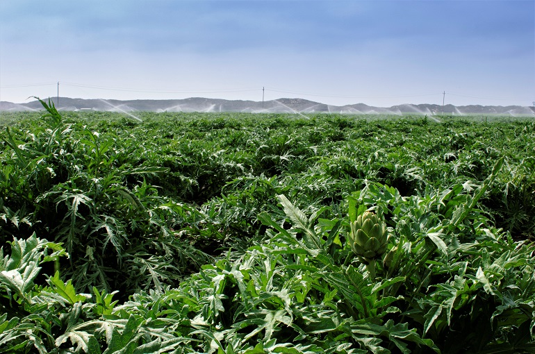 Is Artichoke Water Good for Plants