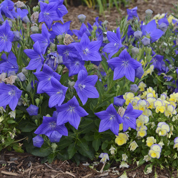 is balloon flower deer resistant