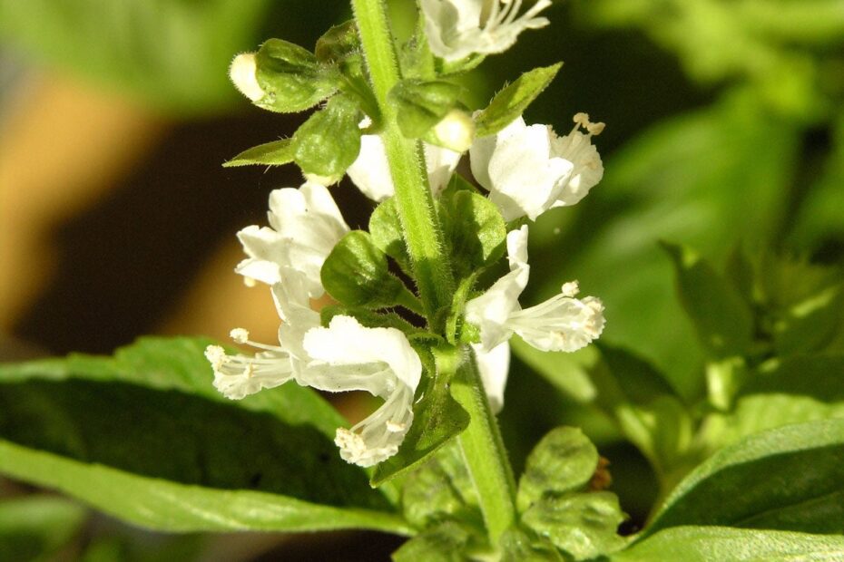 Is Basil Flower Edible