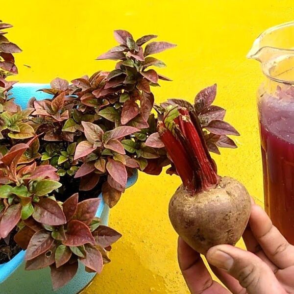 is beet water good for plants