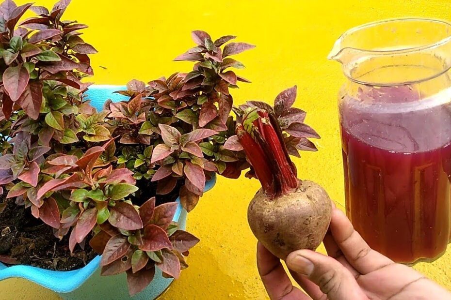 is beet water good for plants