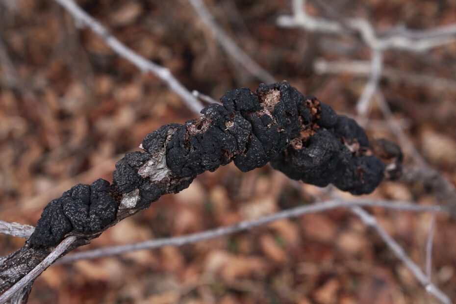 Is Black Knot Fungus Harmful to Dogs