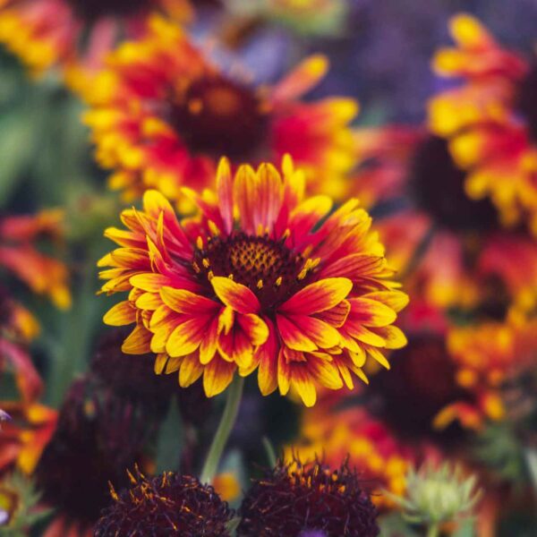 is blanket flower deer resistant