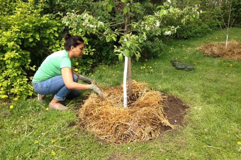 Is Cedar Mulch Good for Fruit Trees