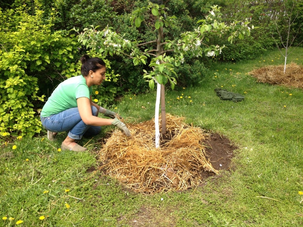 Is Cedar Mulch Good for Fruit Trees
