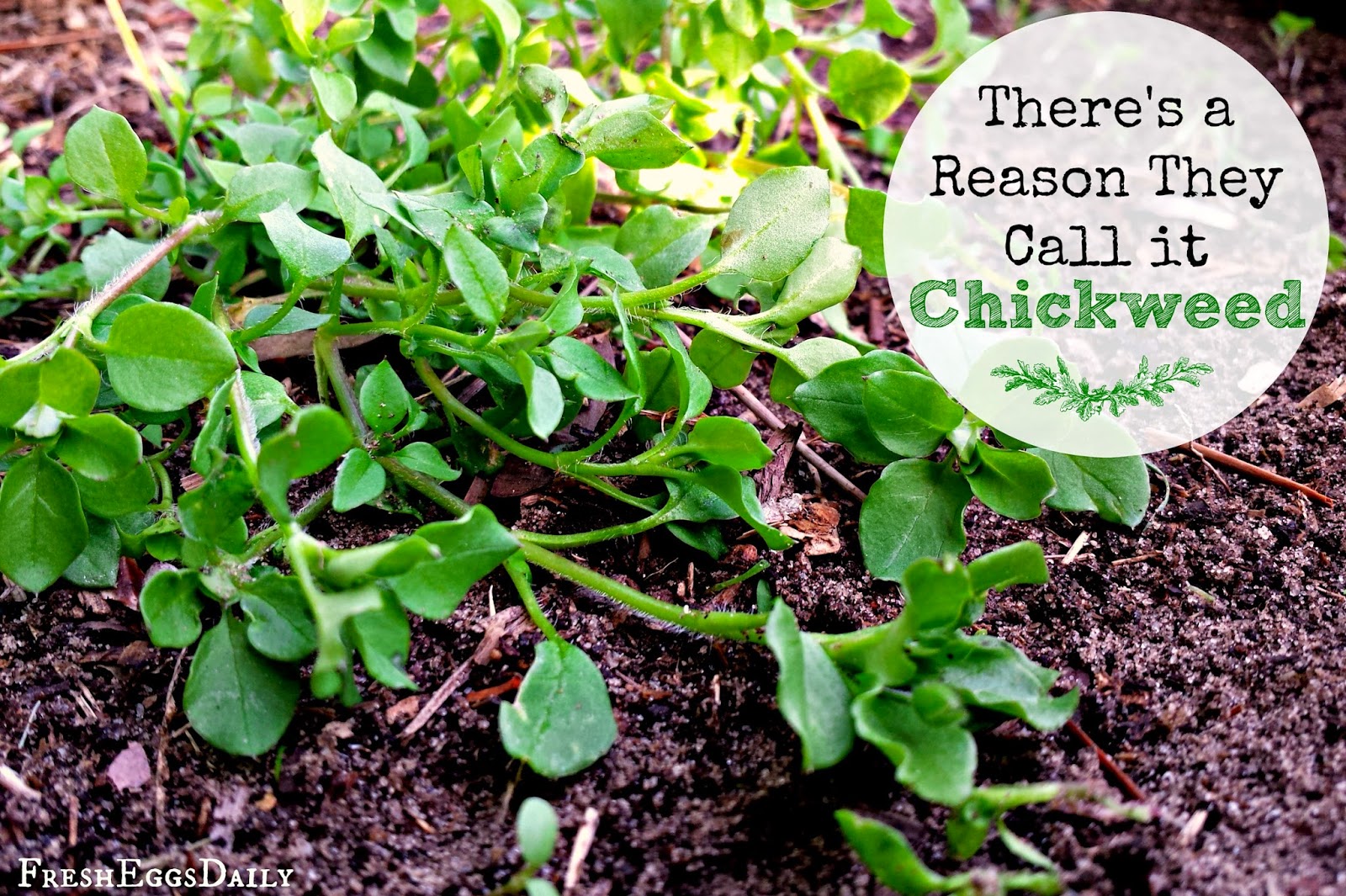 Is Chickweed Good for Chickens