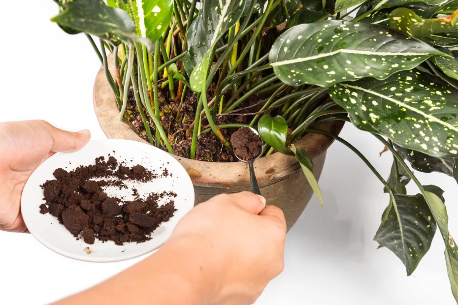 is coffee grounds good for cucumber plants scaled