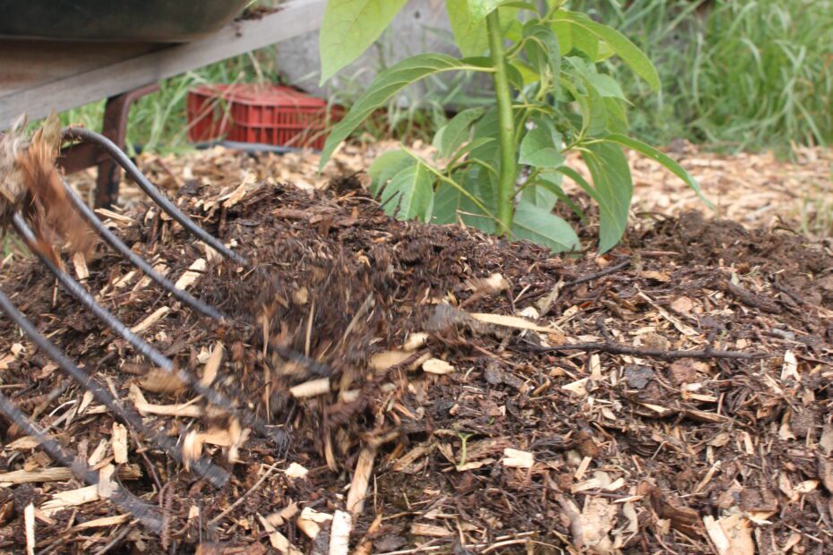 is cow manure good for avocado trees scaled