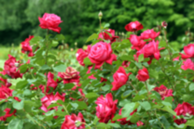 Is Cow Manure Good for Roses