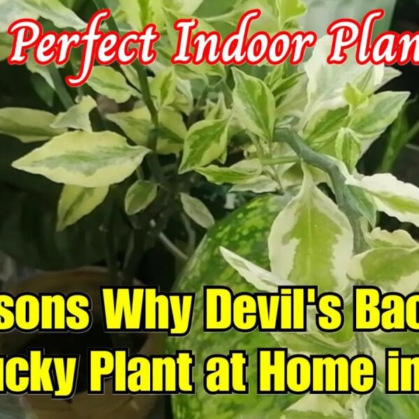 is devils backbone plant a lucky plant