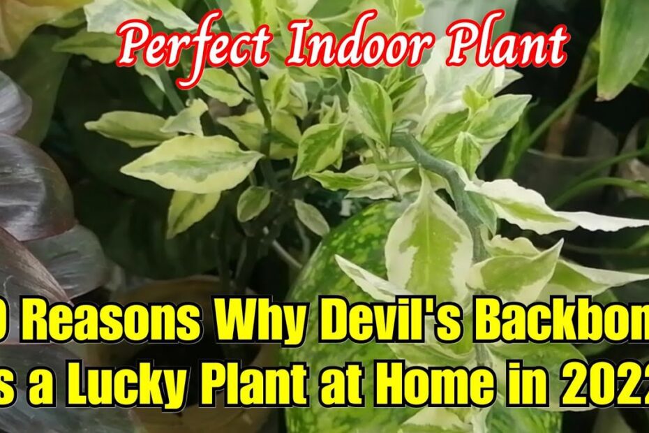 is devils backbone plant a lucky plant