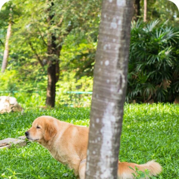 is dog poop good fertilizer for fruit trees