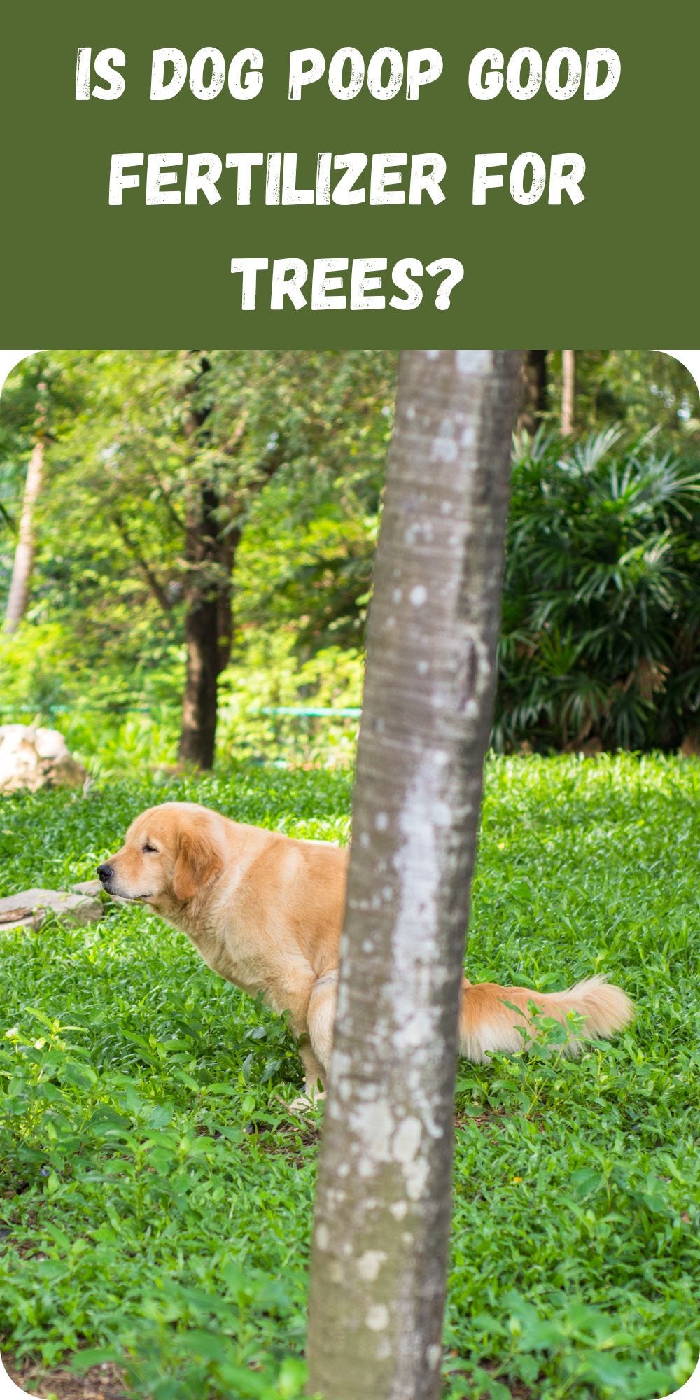 Is Dog Poop Good Fertilizer for Fruit Trees UpGardening