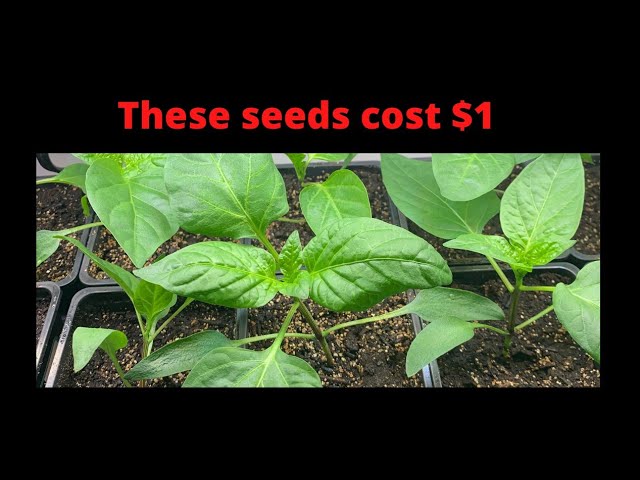 is dollar seed legit