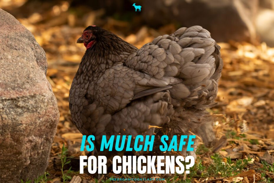 is dyed mulch safe for chickens