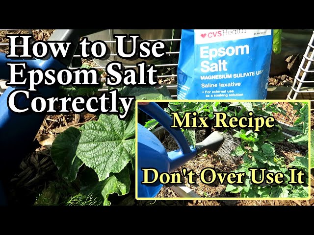 is epsom salt good for cucumber plants