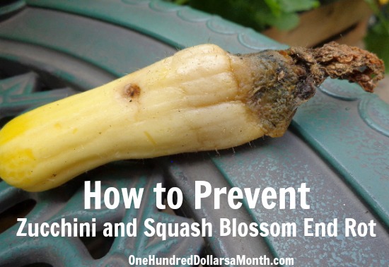 Is Epsom Salt Good for Squash Plants