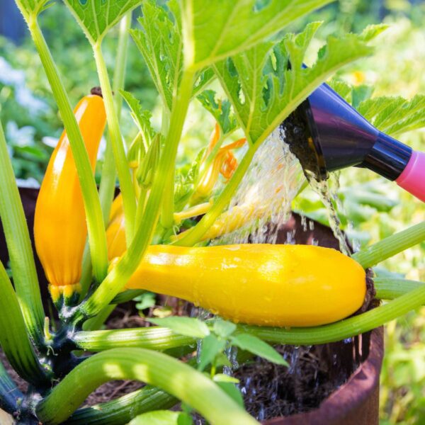 is epsom salt good for zucchini plants